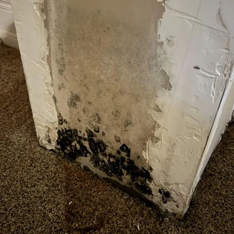 Professional Mold Removal in Rio, WI